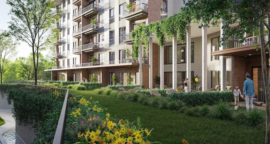 Gazania Life 1